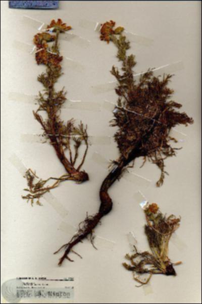 URN_catalog_HBHinton_herbarium_19360.jpg.jpg