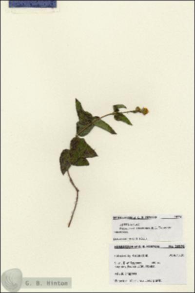 URN_catalog_HBHinton_herbarium_28576.jpg.jpg