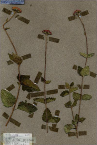 URN_catalog_HBHinton_herbarium_19252.jpg.jpg