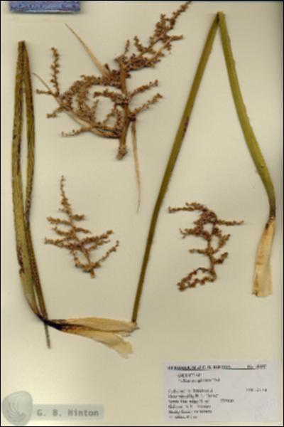 URN_catalog_HBHinton_herbarium_18257.jpg.jpg