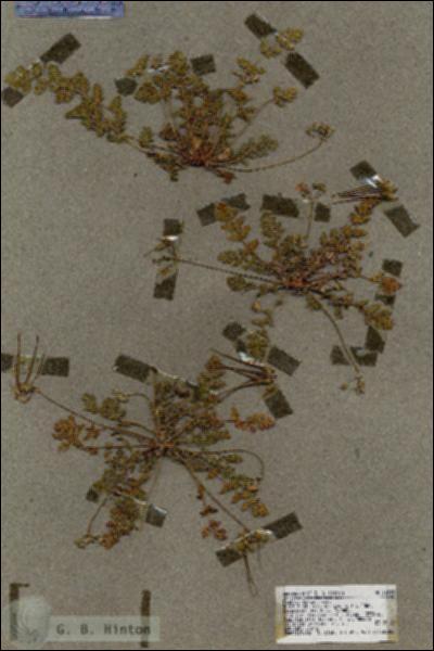 URN_catalog_HBHinton_herbarium_18545.jpg.jpg