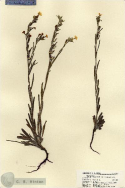 URN_catalog_HBHinton_herbarium_21908.jpg.jpg
