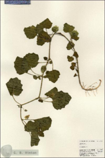 URN_catalog_HBHinton_herbarium_23708.jpg.jpg