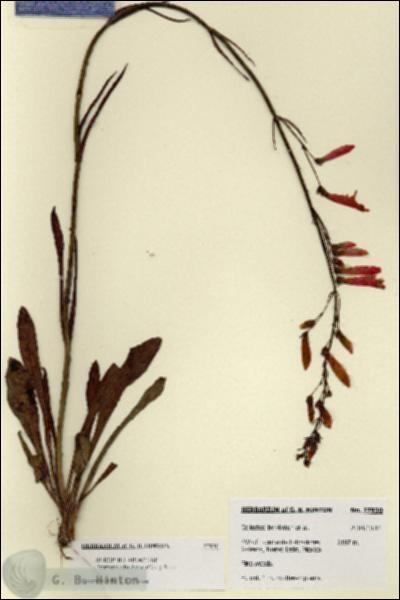 URN_catalog_HBHinton_herbarium_27930.jpg.jpg