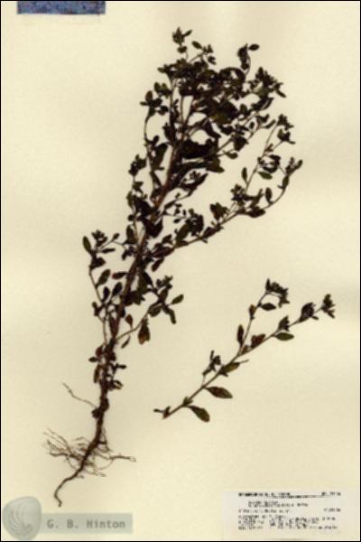 URN_catalog_HBHinton_herbarium_21486.jpg.jpg