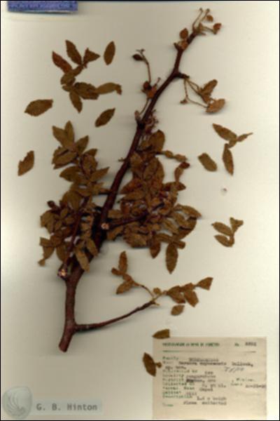 URN_catalog_HBHinton_herbarium_6895.jpg.jpg