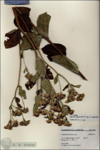 URN_catalog_HBHinton_herbarium_27231.jpg.jpg