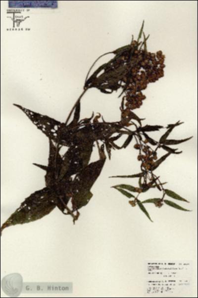 URN_catalog_HBHinton_herbarium_26450.jpg.jpg
