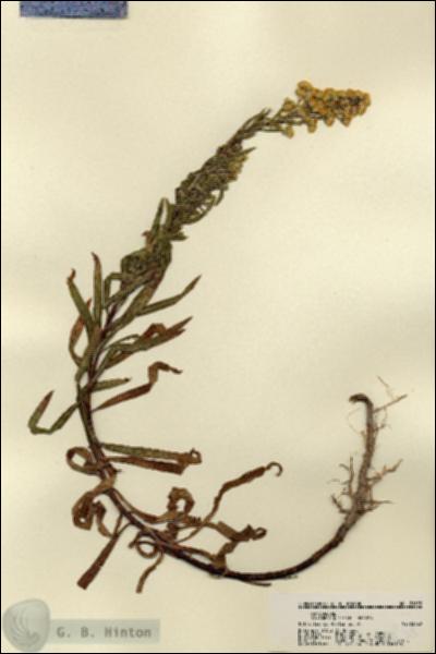 URN_catalog_HBHinton_herbarium_21858.jpg.jpg