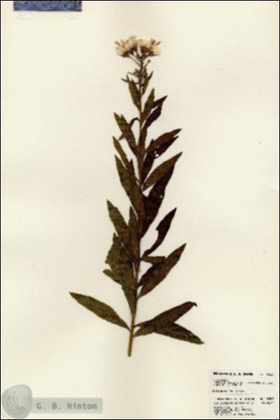 URN_catalog_HBHinton_herbarium_24543.jpg.jpg