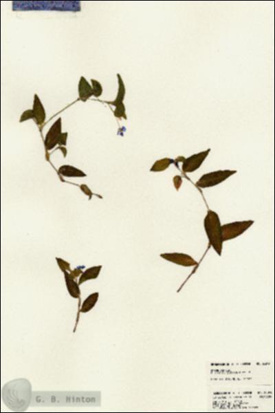 URN_catalog_HBHinton_herbarium_23391.jpg.jpg