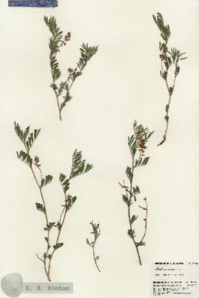 URN_catalog_HBHinton_herbarium_24466.jpg.jpg