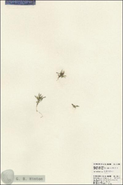 URN_catalog_HBHinton_herbarium_23883.jpg.jpg