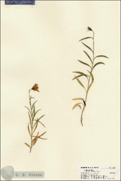 URN_catalog_HBHinton_herbarium_22580.jpg.jpg