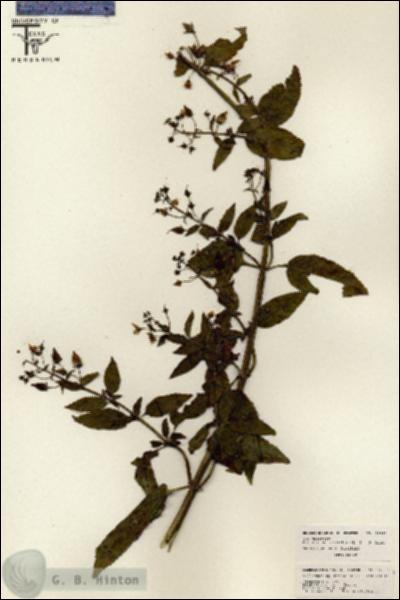 URN_catalog_HBHinton_herbarium_26057.jpg.jpg