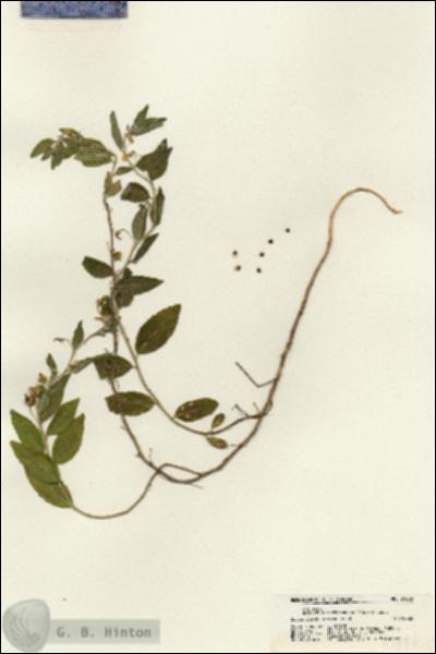 URN_catalog_HBHinton_herbarium_21666.jpg.jpg