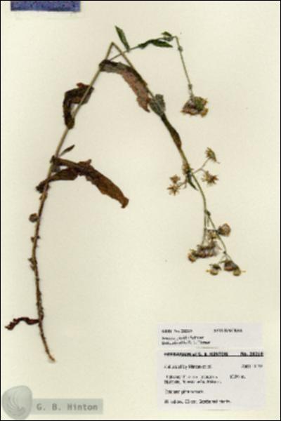 URN_catalog_HBHinton_herbarium_28210.jpg.jpg