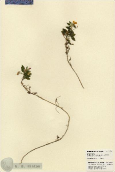 URN_catalog_HBHinton_herbarium_21776.jpg.jpg