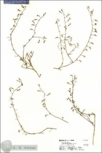 URN_catalog_HBHinton_herbarium_20597.jpg.jpg