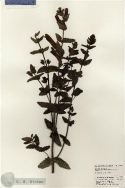 URN_catalog_HBHinton_herbarium_22927.jpg.jpg