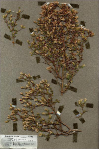 URN_catalog_HBHinton_herbarium_19848.jpg.jpg