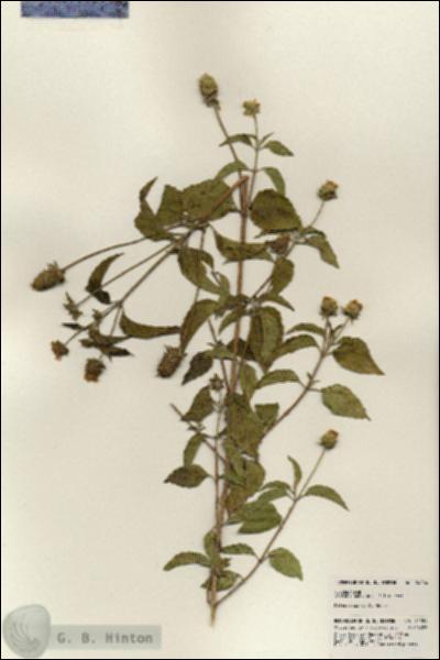 URN_catalog_HBHinton_herbarium_24284.jpg.jpg