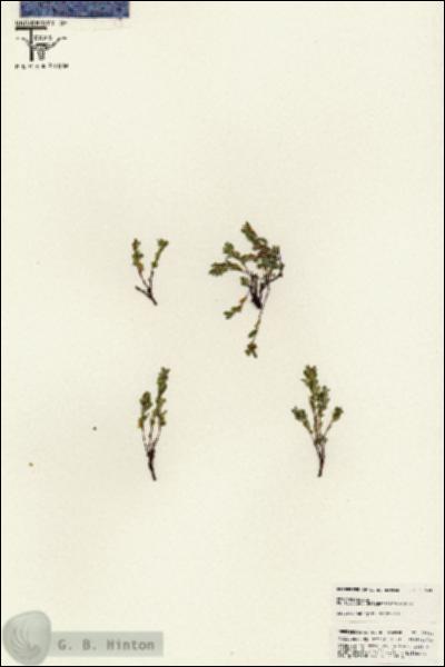 URN_catalog_HBHinton_herbarium_25634.jpg.jpg