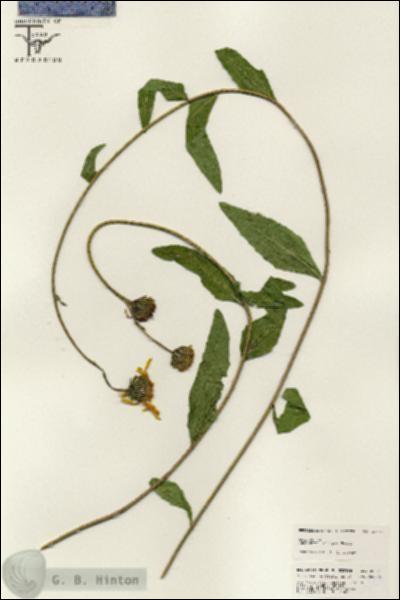 URN_catalog_HBHinton_herbarium_25554.jpg.jpg