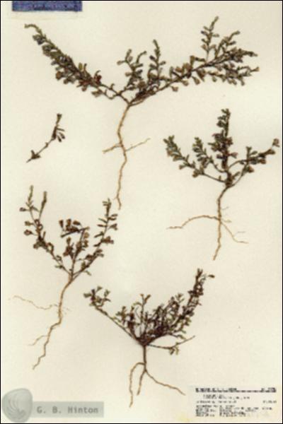 URN_catalog_HBHinton_herbarium_21754.jpg.jpg