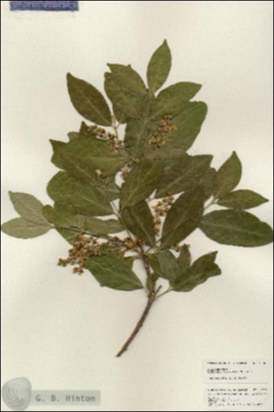 URN_catalog_HBHinton_herbarium_25308.jpg.jpg