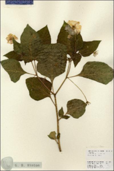 URN_catalog_HBHinton_herbarium_22882.jpg.jpg