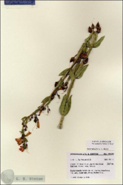 URN_catalog_HBHinton_herbarium_28650.jpg.jpg