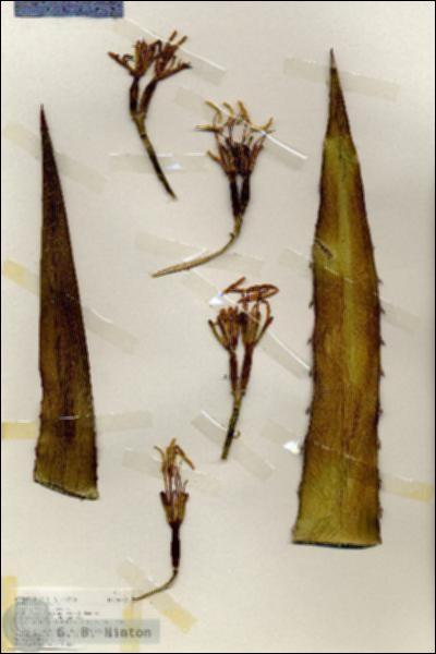 URN_catalog_HBHinton_herbarium_18722.jpg.jpg