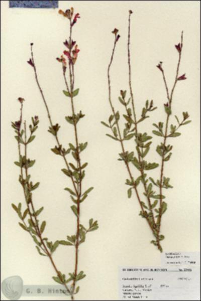 URN_catalog_HBHinton_herbarium_27096.jpg.jpg