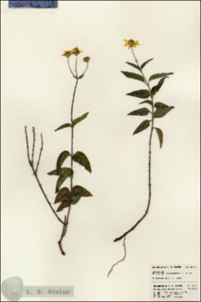URN_catalog_HBHinton_herbarium_23733.jpg.jpg