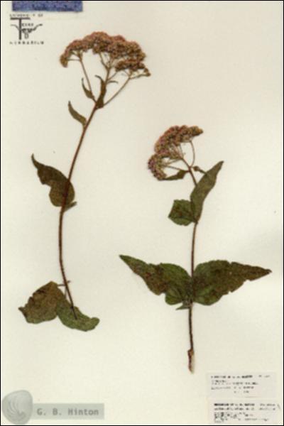 URN_catalog_HBHinton_herbarium_26321.jpg.jpg