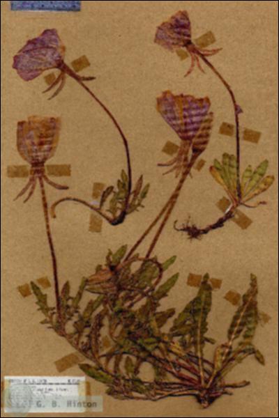 URN_catalog_HBHinton_herbarium_17147.jpg.jpg