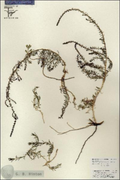 URN_catalog_HBHinton_herbarium_25815.jpg.jpg