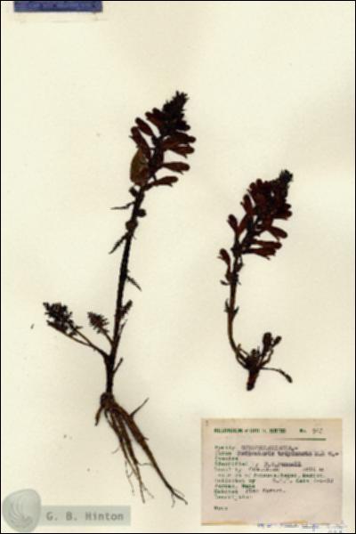 URN_catalog_HBHinton_herbarium_965.jpg.jpg