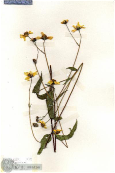 URN_catalog_HBHinton_herbarium_19237.jpg.jpg