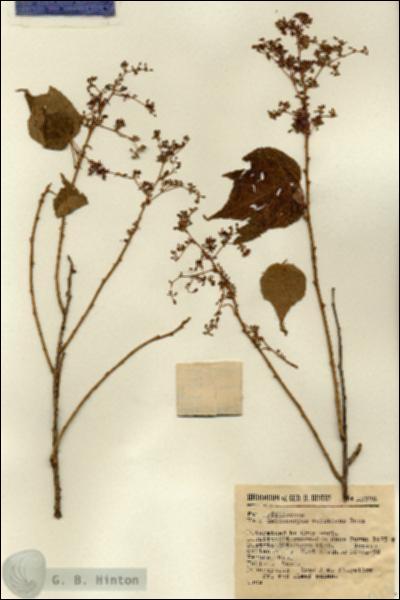 URN_catalog_HBHinton_herbarium_13398.jpg.jpg