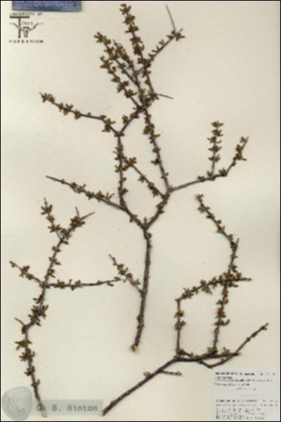 URN_catalog_HBHinton_herbarium_25828.jpg.jpg