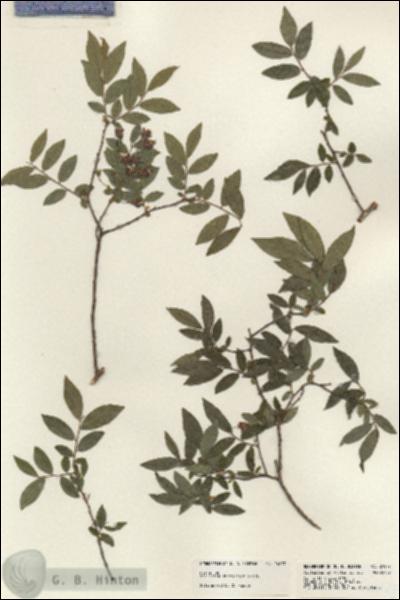 URN_catalog_HBHinton_herbarium_24077.jpg.jpg
