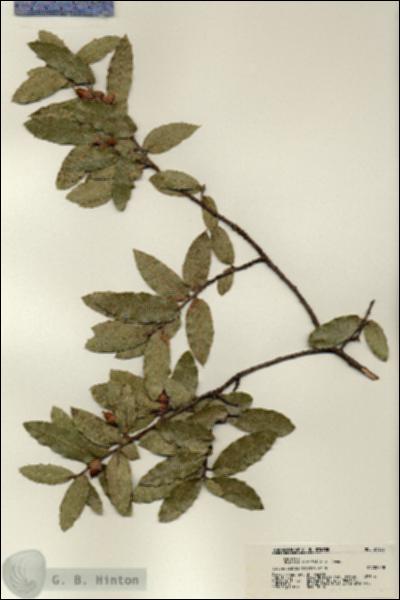 URN_catalog_HBHinton_herbarium_21325.jpg.jpg
