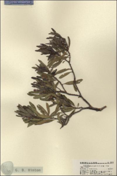 URN_catalog_HBHinton_herbarium_22038.jpg.jpg
