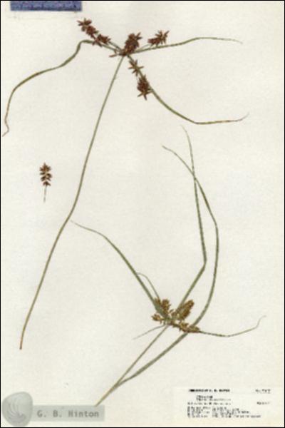 URN_catalog_HBHinton_herbarium_21127.jpg.jpg