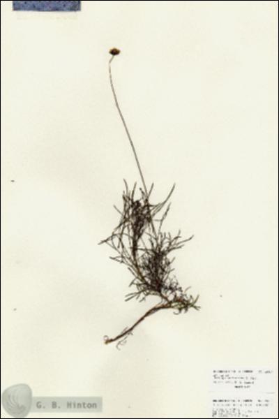 URN_catalog_HBHinton_herbarium_25937.jpg.jpg