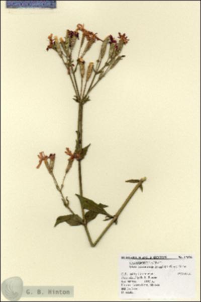 URN_catalog_HBHinton_herbarium_17696.jpg.jpg