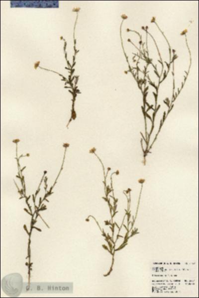 URN_catalog_HBHinton_herbarium_24157.jpg.jpg
