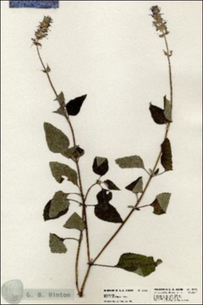 URN_catalog_HBHinton_herbarium_20576.jpg.jpg